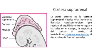 Corteza suprarrenal
La parte externa es la corteza
suprarrenal. Fabrica unas hormonas
llamadas corticoesteroides que
regulan el equilibrio entre el agua y
las sales en el cuerpo, la respuesta
del cuerpo al estrés, el
metabolismo, sistema inmunitario, el
desarrollo y la función sexuales.
 