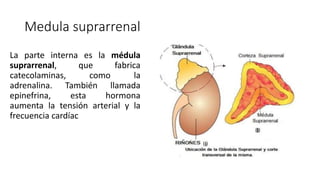 Medula suprarrenal
La parte interna es la médula
suprarrenal, que fabrica
catecolaminas, como la
adrenalina. También llamada
epinefrina, esta hormona
aumenta la tensión arterial y la
frecuencia cardíac
 