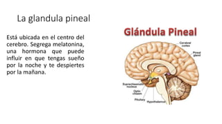 La glandula pineal
Está ubicada en el centro del
cerebro. Segrega melatonina,
una hormona que puede
influir en que tengas sueño
por la noche y te despiertes
por la mañana.
 