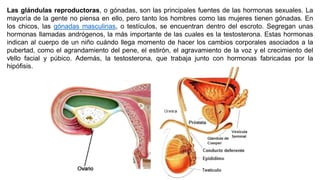 .
Las glándulas reproductoras, o gónadas, son las principales fuentes de las hormonas sexuales. La
mayoría de la gente no piensa en ello, pero tanto los hombres como las mujeres tienen gónadas. En
los chicos, las gónadas masculinas, o testículos, se encuentran dentro del escroto. Segregan unas
hormonas llamadas andrógenos, la más importante de las cuales es la testosterona. Estas hormonas
indican al cuerpo de un niño cuándo llega momento de hacer los cambios corporales asociados a la
pubertad, como el agrandamiento del pene, el estirón, el agravamiento de la voz y el crecimiento del
vello facial y púbico. Además, la testosterona, que trabaja junto con hormonas fabricadas por la
hipófisis.
 