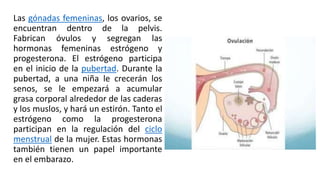 Las gónadas femeninas, los ovarios, se
encuentran dentro de la pelvis.
Fabrican óvulos y segregan las
hormonas femeninas estrógeno y
progesterona. El estrógeno participa
en el inicio de la pubertad. Durante la
pubertad, a una niña le crecerán los
senos, se le empezará a acumular
grasa corporal alrededor de las caderas
y los muslos, y hará un estirón. Tanto el
estrógeno como la progesterona
participan en la regulación del ciclo
menstrual de la mujer. Estas hormonas
también tienen un papel importante
en el embarazo.
 