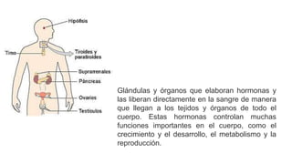 Glándulas y órganos que elaboran hormonas y
las liberan directamente en la sangre de manera
que llegan a los tejidos y órganos de todo el
cuerpo. Estas hormonas controlan muchas
funciones importantes en el cuerpo, como el
crecimiento y el desarrollo, el metabolismo y la
reproducción.
 