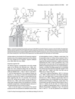 Secondary structure of rootworm 28S D2, D3 rRNA 497
© 2004 The Royal Entomological Society, Insect Molecular Biology, 13, 495–518
change evidence is found within the D3 expansion segment
because many of the analysed sequences are from studies
that only included the D2 expansion segment (Gillespie
et al., 2003, 2004; Kim et al., 2003).
Expansion segment D2
The 28S-D2 segment, corresponding to the 545 variable
region of the 23S-like LSU (Schnare et al., 1996), com-
prises four main compound helices that are ﬂanked by
highly conserved elements in the 28S core structure.These
motifs are labelled ‘helix 1’, ‘helix 2’, ‘helix 3-1’ and ‘helix 3-
2’, and the subcomponents of the compound helices are
named a, b, c, etc. (Fig. 3). A total of 26 conserved helical
elements comprise the D2 region in chrysomelids (but see
below regarding helix 3q in A. coerulea). The innermost
helix of D2, named here as helices 1a and 1b (helix A in
Schnare et al., 1996), could not be evaluated for compen-
satory base changes owing to the prevalence of unknown
nucleotide assignments in electropherograms because of
the close proximity of the 5′-primer to strand 1.
Helix 2 in the D2 region is at the base of the second
compound helix and comprises six basepairs across nearly
all holometabolous insects (J. Gillespie, unpubl. data). The
chrysomelids contain six helices that are apical to helix 2
(2a–2f). Many of the basepairs within these helices are
supported with positional covariation.A gallery of structures
representing the ‘helix 2’ motif is presented in Fig. 4. The
terminal helix in this motif, helix 2f, has the potential to form
additional basepairings beyond the four boxed basepairs;
however, a conﬁdent homology assignment is not possible
here owing to the high sequence and length variation in this
region (see REC 1 below). One RSC, one REC and six
RAAs occur in ‘helix 2’ (Fig. 4F).
Helix 3 (H2 in Michot & Bachellerie, 1987; E in Schnare
et al., 1996) is highly conserved in the higher eukaryotes
and is the most basal helix to several compound helices
(Schnare et al., 1996; J. Gillespie, unpubl. data). Helix 3 is
six basepairs long in the chrysomelids and most holome-
tabolous insect lineages (J. Gillespie, unpubl. data). The
chrysomelids have two compound helices distal to helix 3,
‘helix 3-1’ (helices 3a−3f) and ‘helix 3-2’ (helices 3g−3p)
(Fig. 3). A gallery of representative ‘helix 3-1’ structures for
different chrysomelids is displayed in Fig. 5. The terminal
helix in ‘helix 3-1’, 3f, has the potential to form additional
Figure 1. A schematic line drawing of the secondary structure of LSU 28S rRNA from the beetleTenebrio sp.(accession number AY210843).The shaded region
shows the expansion segments D2 and D3 (regions 545 and 650, respectively, of Schnare et al., 1996) and related core sequence that were analysed in this
study. Base-pairing (where there is strong comparative support) and tertiary interactions that link the 5′- and 3′-halves of the molecule are shown connected by
continuous lines. Structures for the expansion segments D7a, D7b, D8, D10 and D12 are preliminary at this time (most structures are shown as arcs or loops,
with numbers indicating size). These structures will be adjusted when more beetle sequences from these regions are made available.
 