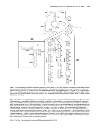 Secondary structure of rootworm 28S D2, D3 rRNA 499
© 2004 The Royal Entomological Society, Insect Molecular Biology, 13, 495–518
Figure 3. The secondary structure model of the expansion segments D2 and D3 of the LSU 28S nuclear rRNA gene from spotted cucumber beetle (Diabrotica
undecimpunctata howardi). The thirty conserved, covarying helices present in all of the beetle taxa studied here are boxed. Helix notation is modiﬁed from
Gillespie et al. (2003, 2004) (see Fig. 2). Regions of core rRNA between the two expansion segments and ﬂanking the 3′ end of the D3 are numbered following
Cannone et al. (2002). Base-pairing is indicated as follows: standard canonical pairs by lines (C-G, G-C, A-U, U-A); wobble G·U pairs by dots (G·U); A·G pairs
by open circles (A°G); other non-canonical pairs by ﬁlled circles (e.g. C•A). Diagram was generated using the program XRNA (B.Weiser & H. Noller, University
of California at Santa Cruz).
Figure 2. Multiple sequence alignment of primary and secondary structure of the expansion segments D2 and D3 of the LSU 28S nuclear rRNA gene from six
chrysomelid species (Lamprosoma sp., Metaxyonycha panamensis, Epitrix fasciata, Diabrotica adelpha, Pyrrhalta aenescens, Neolochmaea dilatipennis).
Regions of core rRNA between the two expansion segments and ﬂanking the 3′ end of D3 are numbered following Cannone et al. (2002). The notation for the
twenty-six conserved helices within the expansion segment D2 is modiﬁed from Gillespie et al. (2003) with slight annotations to the previous predicted structure
(Fig. 3). Helices with long range interactions are placed within bars (|) and immediate hairpin-stem loops are placed within double bars (||). All complemenatry
strands are depicted with a prime (′; e.g. strand 1 hydrogen bonds with strand 1′ to form helix 1). Regions of alignment ambiguity (RAA), slipped-strand
compensation (RSC) and expansion and contraction (REC) are placed within square brackets. Nucleotides within helices involved in hydrogen-bonding are
underlined. Single insertions (*) and deletions (–) are noted as in Kjer et al. (2001). Positions that can form an expansion of a helix across some but not all taxa
are labelled with a caret (^). Every tenth nucleotide assigned positional homology is noted under the alignment with a tick (|), with every 50th position numbered.
The sequences are 5′ to 3′ in direction. Missing nucleotides are represented with question marks (?). Lower-case letters depict nucleotides conﬁrmed by one
strand only in sequencing. Note: this alignment has not been amended for these six taxa from the original alignment of 229 chrysomelid sequences, and thus
gaps and insertions may correspond to taxa not presented in this ﬁgure.
 
