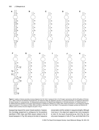 500 J. Gillespie et al.
© 2004 The Royal Entomological Society, Insect Molecular Biology, 13, 495–518
basepairings beyond the seven boxed positions; however,
this homology assignment is ambiguous for the positions
identiﬁed in REC (two) and RAA (seven) (distal to the 3f
boxed basepairs in Fig. 5G) owing to the lack of sequence
conservation and the variation in sequence lengths.Although
most taxa in the alignment append two more basepairs
to helix 3f, the taxon Eucerotoma sp. 344 (Fig. 5L) has
only seven basepairs in helix 3f.Thus, we limited helix 3f to
Figure 4. A gallery of diverse secondary structure diagrams from the ‘helix 2’ compound helix in the D2 region (synonymous with the 545 gallery of Schnare
et al., 1996) is shown for the following chrysomelid taxa: (A) Acalymma vittata, (B) Agelastica coerulea, (C) Cerochroa brachialis, (D) Coptocycla adamantina,
(E) Epitrix fasciata, (F) Lamprosoma sp., (G) Metaxyonycha panamensis, (H) Neolochmaea dilatipennis, (I) Pyrrhalta aenescens, (J) Thailand specimen 11,
(K) Walterianella bucki. Notation for the seven helical elements is modiﬁed from Gillespie et al. (2003, 2004). Helices are boxed in A, and ambiguously aligned
regions are boxed in F. The notation for RAAs, RSCs and RECs is described in Fig. 2 and Table 3. The explanations of basepair symbols and reference for
software used to construct structure diagrams are given in Fig. 3.
 