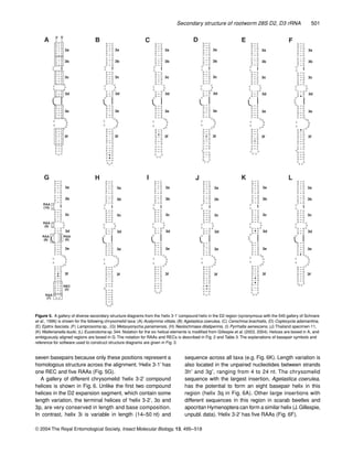 Secondary structure of rootworm 28S D2, D3 rRNA 501
© 2004 The Royal Entomological Society, Insect Molecular Biology, 13, 495–518
seven basepairs because only these positions represent a
homologous structure across the alignment.‘Helix 3-1’ has
one REC and ﬁve RAAs (Fig. 5G).
A gallery of different chrysomelid ‘helix 3-2’ compound
helices is shown in Fig. 6. Unlike the ﬁrst two compound
helices in the D2 expansion segment, which contain some
length variation, the terminal helices of ‘helix 3-2’, 3o and
3p, are very conserved in length and base composition.
In contrast, helix 3i is variable in length (14–50 nt) and
sequence across all taxa (e.g. Fig. 6K). Length variation is
also located in the unpaired nucleotides between strands
3h′ and 3g′, ranging from 4 to 24 nt. The chrysomelid
sequence with the largest insertion, Agelastica coerulea,
has the potential to form an eight basepair helix in this
region (helix 3q in Fig. 6A). Other large insertions with
different sequences in this region in scarab beetles and
apocritan Hymenoptera can form a similar helix (J.Gillespie,
unpubl. data).‘Helix 3-2’ has ﬁve RAAs (Fig. 6F).
Figure 5. A gallery of diverse secondary structure diagrams from the ‘helix 3-1’ compound helix in the D2 region (synonymous with the 545 gallery of Schnare
et al., 1996) is shown for the following chrysomelid taxa: (A) Acalymma vittata, (B) Agelastica coerulea, (C) Cerochroa brachialis, (D) Coptocycla adamantina,
(E) Epitrix fasciata, (F) Lamprosoma sp., (G) Metaxyonycha panamensis, (H) Neolochmaea dilatipennis, (I) Pyrrhalta aenescens, (J) Thailand specimen 11,
(K) Walterianella bucki, (L) Eucerotoma sp. 344. Notation for the six helical elements is modiﬁed from Gillespie et al. (2003, 2004). Helices are boxed in A, and
ambiguously aligned regions are boxed in G. The notation for RAAs and RECs is described in Fig. 2 and Table 3. The explanations of basepair symbols and
reference for software used to construct structure diagrams are given in Fig. 3.
 
