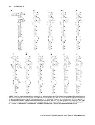 502 J. Gillespie et al.
© 2004 The Royal Entomological Society, Insect Molecular Biology, 13, 495–518
Figure 6. A gallery of diverse secondary structure diagrams from the ‘helix 3-2’ compound helix in the D2 region (synonymous with the 545 gallery of Schnare
et al., 1996) is shown for the following chrysomelid taxa: (A) Agelastica coerulea, (B) Acalymma vittata, (C) Cerochroa brachialis, (D) Coptocycla adamantina,
(E) Epitrix fasciata, (F) Lamprosoma sp., (G) Metaxyonycha panamensis, (H) Neolochmaea dilatipennis, (I) Pyrrhalta aenescens, (J) Thailand specimen 11,
(K) Walterianella bucki. Notation for the ten helical elements is modiﬁed from Gillespie et al. (2003, 2004), with the potential base pairing region within RAA
(ﬁfteen) in A. coerulea named helix 3q. Helices are boxed in (A) and ambiguously aligned regions are boxed in (F). The notation for RAAs is described in
Fig. 2 and Table 3. The explanations of basepair symbols and reference for software used to construct structure diagrams are given in Fig. 3.
 