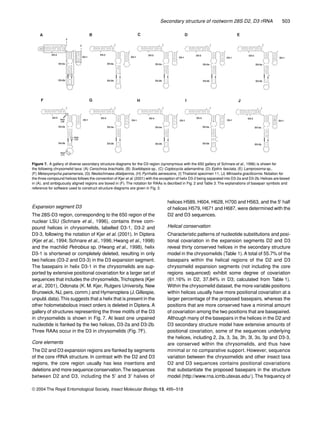 Secondary structure of rootworm 28S D2, D3 rRNA 503
© 2004 The Royal Entomological Society, Insect Molecular Biology, 13, 495–518
Expansion segment D3
The 28S-D3 region, corresponding to the 650 region of the
nuclear LSU (Schnare et al., 1996), contains three com-
pound helices in chrysomelids, labelled D3-1, D3-2 and
D3-3, following the notation of Kjer et al. (2001). In Diptera
(Kjer et al., 1994; Schnare et al., 1996; Hwang et al., 1998)
and the machilid Petrobius sp. (Hwang et al., 1998), helix
D3-1 is shortened or completely deleted, resulting in only
two helices (D3-2 and D3-3) in the D3 expansion segment.
The basepairs in helix D3-1 in the chrysomelids are sup-
ported by extensive positional covariation for a larger set of
sequences that includes the chrysomelids,Trichoptera (Kjer
et al., 2001), Odonata (K. M. Kjer, Rutgers University, New
Brunswick, NJ, pers. comm.) and Hymenoptera (J. Gillespie,
unpubl.data).This suggests that a helix that is present in the
other holometabolous insect orders is deleted in Diptera. A
gallery of structures representing the three motifs of the D3
in chrysomelids is shown in Fig. 7. At least one unpaired
nucleotide is ﬂanked by the two helices, D3-2a and D3-2b.
Three RAAs occur in the D3 in chrysomelids (Fig. 7F).
Core elements
The D2 and D3 expansion regions are ﬂanked by segments
of the core rRNA structure. In contrast with the D2 and D3
regions, the core region usually has less insertions and
deletions and more sequence conservation.The sequences
between D2 and D3, including the 5′ and 3′ halves of
helices H589, H604, H628, H700 and H563, and the 5′ half
of helices H579, H671 and H687, were determined with the
D2 and D3 sequences.
Helical conservation
Characteristic patterns of nucleotide substitutions and posi-
tional covariation in the expansion segments D2 and D3
reveal thirty conserved helices in the secondary structure
model in the chrysomelids (Table 1). A total of 55.7% of the
basepairs within the helical regions of the D2 and D3
chrysomelid expansion segments (not including the core
regions sequenced) exhibit some degree of covariation
(61.16% in D2, 37.84% in D3; calculated from Table 1).
Within the chrysomelid dataset, the more variable positions
within helices usually have more positional covariation at a
larger percentage of the proposed basepairs, whereas the
positions that are more conserved have a minimal amount
of covariation among the two positions that are basepaired.
Although many of the basepairs in the helices in the D2 and
D3 secondary structure model have extensive amounts of
positional covariation, some of the sequences underlying
the helices, including 2, 2a, 3, 3a, 3h, 3l, 3o, 3p and D3-3,
are conserved within the chrysomelids, and thus have
minimal or no comparative support. However, sequence
variation between the chrysomelids and other insect taxa
D2 and D3 sequences contains positional covariations
that substantiate the proposed basepairs in the structure
model (http://www.rna.icmb.utexas.edu/).The frequency of
Figure 7. A gallery of diverse secondary structure diagrams for the D3 region (synonymous with the 650 gallery of Schnare et al., 1996) is shown for
the following chrysomelid taxa: (A) Cerochroa brachialis, (B) Scelidopsis sp., (C) Coptocycla adamantina, (D) Epitrix fasciata, (E) Lamprosoma sp.,
(F) Metaxyonycha panamensis, (G) Neolochmaea dilatipennis, (H) Pyrrhalta aenescens, (I) Thailand specimen 11, (J) Mimastra gracilicornis. Notation for
the three compound helices follows the convention of Kjer et al.(2001) with the exception of helix D3-2 being separated into D3-2a and D3-2b.Helices are boxed
in (A), and ambiguously aligned regions are boxed in (F). The notation for RAAs is decribed in Fig. 2 and Table 3. The explanations of basepair symbols and
reference for software used to construct structure diagrams are given in Fig. 3.
 