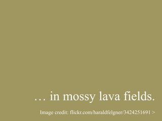 … in mossy lava fields.
Image credit: flickr.com/haraldfelgner/3424251691 >