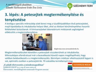 A meddőségről általában 
Előadó: Szelezsánné Erdei Éva Lívia 
3. lépés: A petesejtek megtermékenyítése és 
tenyésztése 
A biológus speciális mikroszkóp alatt keresi meg a tüszőfolyadékban lévő petesejteket, 
majd tápoldatba és inkubátorba helyezi őket, ahol az élettani körülményeikhez hasonló 
feltételeket biztosítanak. A hímivarsejteket laboratóriumi módszerek segítségével 
előkészítik a megtermékenyítésre. 
Képforrása:www.nemesekteherbe.hu 
Megtermékenyítésüket követően a petesejtek visszakerülnek az inkubátorba. 
Mikroszkópos ellenőrzéssel már a beavatkozást követő napon megállapítható, hogy 
valóban bekövetkezett-e a megtermékenyülés. Bármilyen módszer alkalmazásáról legyen is 
szó, optimális esetben a petesejtek kb. 70 százaléka termékenyül meg. 
„Családi életvezetés a mindennapokban” 
SARKAD-DAOP-5.1.1-09-2f-2010-0002-16 
Életvezetési, mentálhigiénés tanácsadó Program sorozat 
 