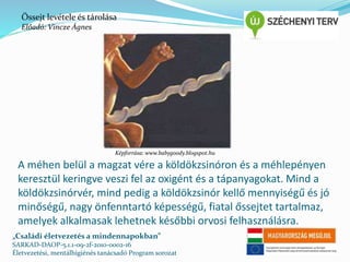 Őssejt levétele és tárolása 
Előadó: Vincze Ágnes 
Képforrása: www.babygoody.blogspot.hu 
A méhen belül a magzat vére a köldökzsinóron és a méhlepényen 
keresztül keringve veszi fel az oxigént és a tápanyagokat. Mind a 
köldökzsinórvér, mind pedig a köldökzsinór kellő mennyiségű és jó 
minőségű, nagy önfenntartó képességű, fiatal őssejtet tartalmaz, 
amelyek alkalmasak lehetnek későbbi orvosi felhasználásra. 
„Családi életvezetés a mindennapokban” 
SARKAD-DAOP-5.1.1-09-2f-2010-0002-16 
Életvezetési, mentálhigiénés tanácsadó Program sorozat 
 