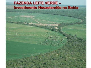 FAZENDA LEITE VERDE – Investimento Neozelandês na Bahia 