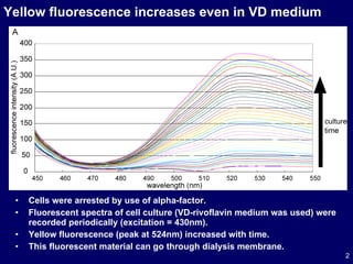 Yellow fluorescence increases even in VD medium Cells were arrested by use of alpha-factor. Fluorescent spectra of cell culture (VD-rivoflavin medium was used) were recorded periodically (excitation = 430nm). Yellow fluorescence (peak at 524nm) increased with time. This fluorescent material can go through dialysis membrane.