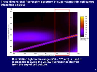 Three-dimensional fluorescent spectrum of supernatant from cell culture (Heat map display) If excitation light in the range (500 – 525 nm) is used it is possible to avoid the yellow fluorescence derived from the sup of cell culture.