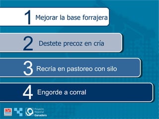 Mejorar la base forrajera 1 Destete precoz en cría 2 Recría en pastoreo con silo 3 Engorde a corral 4 
