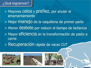 ¿Qué logramos? >  Mayores  celos  y  preñez , por anular el amamantamiento > Mejor  manejo  de la vaquillona de primer parto > Menor  destete  por reducir el tiempo de lactancia > Mayor  eficiencia  en la transformación de pasto a carne >  Recuperación  rápida de vacas CUT 