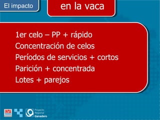 El impacto en la vaca 1er celo – PP + rápido Concentración de celos Períodos de servicios + cortos Parición + concentrada Lotes + parejos 