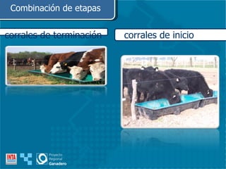 Combinación de etapas corrales de inicio corrales de terminación 