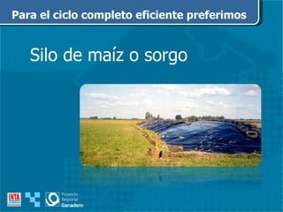 Para el ciclo completo eficiente preferimos Silo de maíz o sorgo 