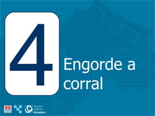 Engorde a corral 4 