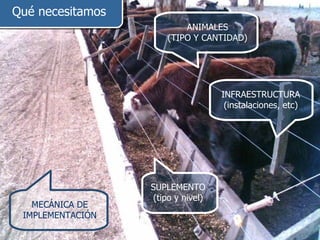 Qué necesitamos ANIMALES (TIPO Y CANTIDAD) INFRAESTRUCTURA (instalaciones, etc) SUPLEMENTO (tipo y nivel) MECÁNICA DE IMPLEMENTACIÓN 
