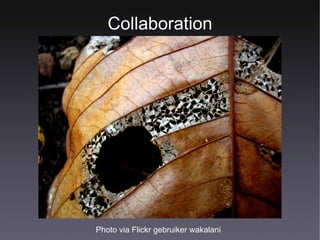 Collaboration Photo via Flickr gebruiker wakalani   