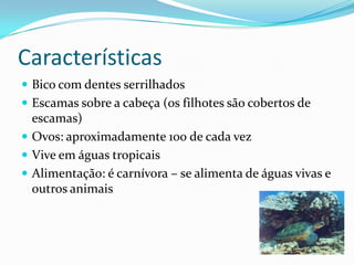 Características
Bico com dentes serrilhados
Escamas sobre a cabeça (os filhotes são cobertos de
escamas)
Ovos: aproximadamente 100 de cada vez
Vive em águas tropicais
Alimentação: é carnívora – se alimenta de águas vivas e
outros animais
