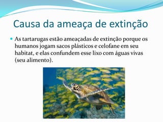 Causa da ameaça de extinção
As tartarugas estão ameaçadas de extinção porque os
humanos jogam sacos plásticos e celofane em seu
habitat, e elas confundem esse lixo com águas vivas
(seu alimento).