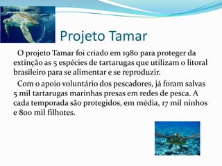 Projeto Tamar
O projeto Tamar foi criado em 1980 para proteger da
extinção as 5 espécies de tartarugas que utilizam o litoral
brasileiro para se alimentar e se reproduzir.
Com o apoio voluntário dos pescadores, já foram salvas
5 mil tartarugas marinhas presas em redes de pesca. A
cada temporada são protegidos, em média, 17 mil ninhos
e 800 mil filhotes.
