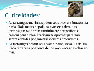Curiosidades:
As tartarugas-marinhas põem seus ovos em buracos na
praia. Dois meses depois, os ovos eclodem e as
tartaruguinhas abrem caminho até a superfície e
correm para o mar. Precisam se apressar para não
serem comidas por gaivotas e outros predadores.
As tartarugas botam seus ovos à noite, sob a luz da lua.
Cada tartaruga põe cerca de 100 ovos antes de voltar ao
mar.