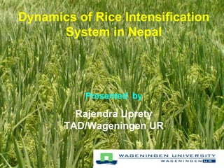 Dynamics of Rice Intensification System in Nepal Presented  by Rajendra Uprety TAD/Wageningen UR 