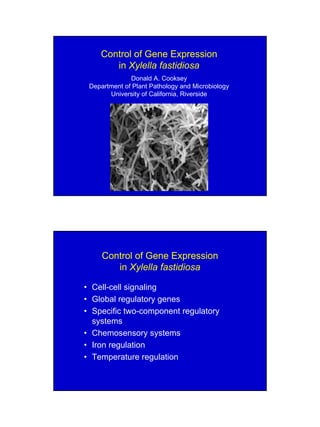 Control of Gene Expression
       in Xylella fastidiosa
              Donald A. Cooksey
 Department of Plant Pathology and Microbiology
       University of California, Riverside




     Control of Gene Expression
        in Xylella fastidiosa

• Cell-cell signaling
• Global regulatory genes
• Specific two-component regulatory
  systems
• Chemosensory systems
• Iron regulation
• Temperature regulation
 