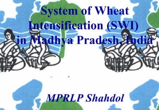 System of Wheat Intensification (SWI)  in Madhya Pradesh, India MPRLP Shahdol 