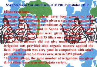 SWI Status in Various Places of MPRLP Shahdol , M.P.   <ul><li>Observations – </li></ul><ul><li>Different varieties of whe...