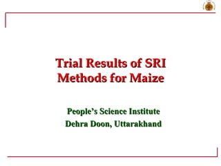 People’s Science InstitutePeople’s Science Institute
Dehra Doon, UttarakhandDehra Doon, Uttarakhand
Trial Results of SRITrial Results of SRI
Methods for MaizeMethods for Maize
 
