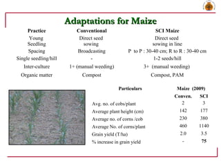 Adaptations for MaizeAdaptations for Maize
Practice Conventional SCI Maize
Young
Seedling
Direct seed
sowing
Direct seed
s...