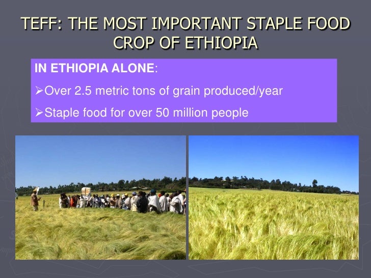 0940 Recent Developments in Teff, Ethiopia's Most Important Cereal an…