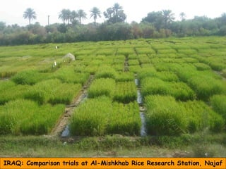 0942 The System of Rice Intensification (SRI): A Win-Win Opportunity for Indonesian Rice Production