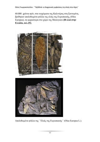 Ελένη Γεωργακοπούλου: ΄΄Ταξιδέλιά: οι διαχρονικές εμφανίσεις της ελιάς στην τέχνη΄΄
52
60.000 χρόνια πρίν, στα τοιχώματα της Καλντέρας στη Σαντορίνη,
βρέθηκαν απολιθωμένα φύλλα της ελιάς της Ευρωπαικής, (Olea
Europea), τα αρχαιότερα στο χώρο της Μεσογείου (Η ελιά στην
Ελλάδα, σελ.25).
Απολιθωμένα φύλλα της ΄΄Ελιάς της Ευρωπαικής΄΄ (Olea Europea L.).
 