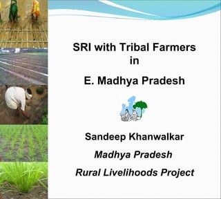 Sandeep Khanwalkar Madhya Pradesh  Rural Livelihoods Project SRI with Tribal Farmers in E. Madhya Pradesh MPRLP, Dindori 