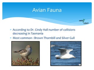  According to Dr. Cindy Hall number of collisions
decreasing in Tasmania
 Most common : Brown Thornbill and Silver Gull
Avian Fauna
 