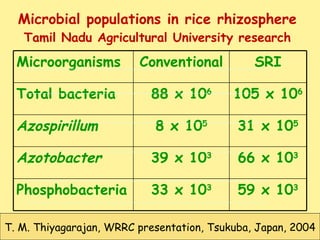 Microbial populations in rice rhizosphere Tamil Nadu Agricultural University research T. M. Thiyagarajan, WRRC presentatio...