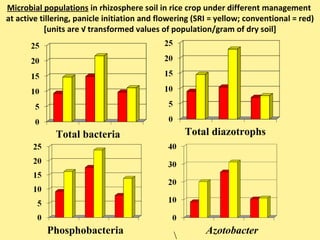 Total bacteria Total diazotrophs Microbial populations  in rhizosphere soil in rice crop under different management  at ac...