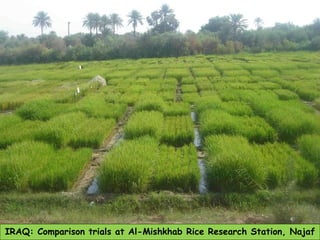 IRAQ: Comparison trials at Al-Mishkhab Rice Research Station, Najaf 