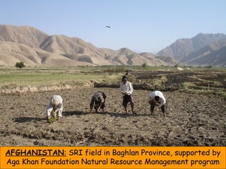 AFGHANISTAN: SRI field in Baghlan Province, supported by
Aga Khan Foundation Natural Resource Management program
 