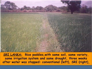 SRI LANKA: Rice paddies,with same soil, same variety,
same irrigation system and same drought, three weeks
after water was...