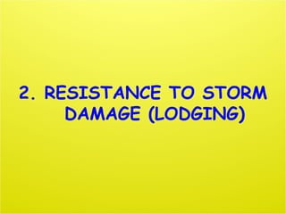 2. RESISTANCE TO STORM
DAMAGE (LODGING)
 