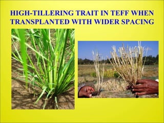 2ND S.T.I. TRIALS, 2009
COMPOUND FERTILIZER + SPACING
Variety: DZ-01-974 (3 replications I-III)
I II III TOTAL AVE.
YIELD
...