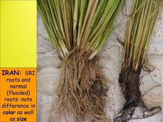 IRAN: SRI
roots and
normal
(flooded)
roots: note
difference in
color as well
as size
 