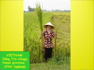 0957 The System of Rice Intensification (SRI):  A Win-Win Opportunity for Indonesian Rice Production